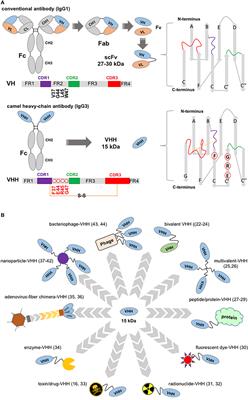 Single-Domain Antibodies and the Promise of Modular Targeting in Cancer Imaging and Treatment